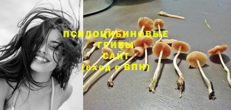 MEGA ссылки  Железноводск  Псилоцибиновые грибы Psilocybe 